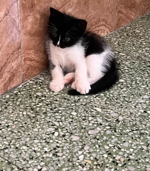 Chat à adopter — Adoption d'animaux en Tunisie Ben Arous