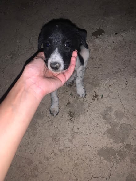 Chien à adopter