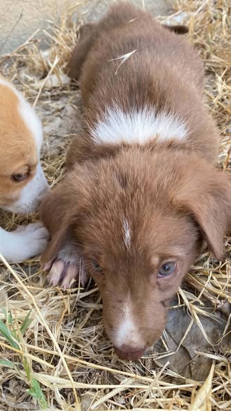 Chien à adopter