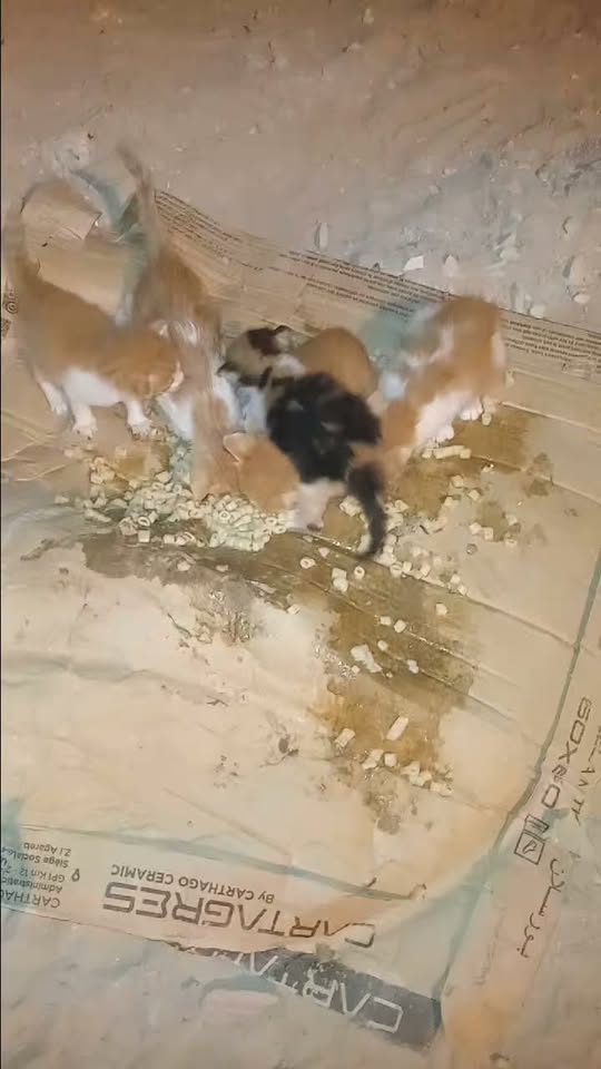 Chien à adopter — تبني الحيوانات في تونس سوسة