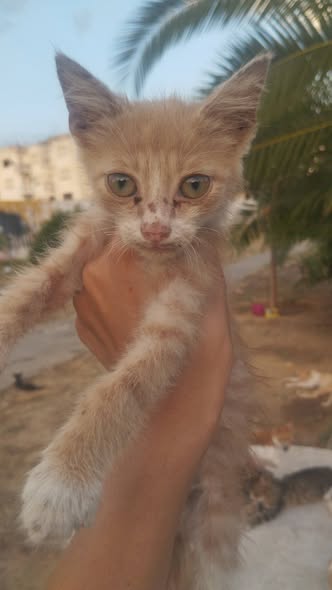 Chat à adopter