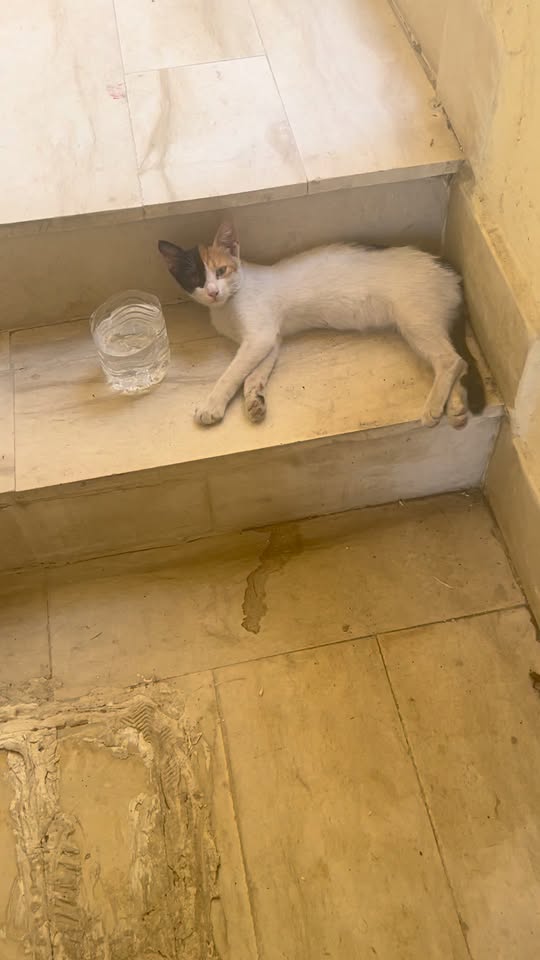 Chat à adopter