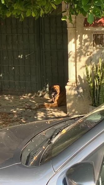 Chien à adopter