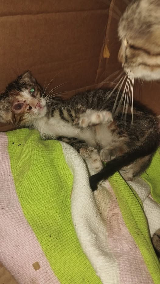 Chat à adopter