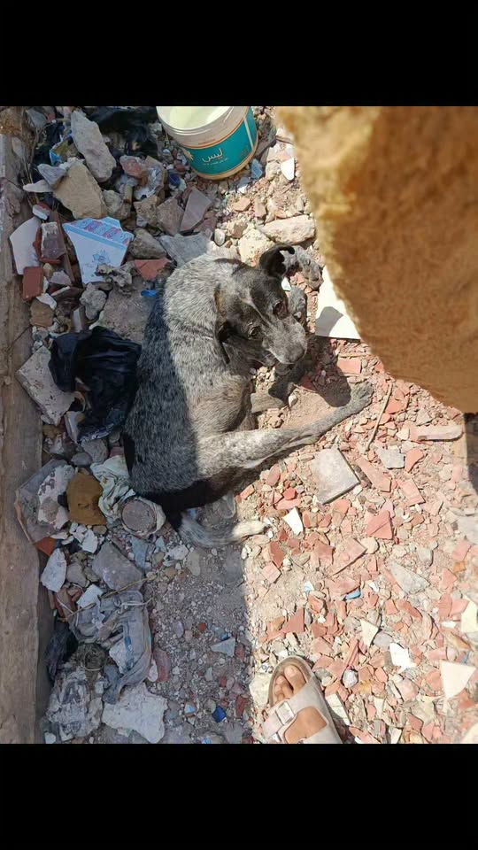 Chien à adopter