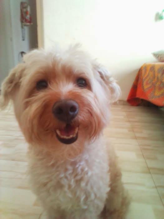 Chien à adopter