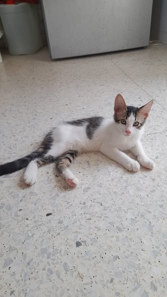 Chat à adopter