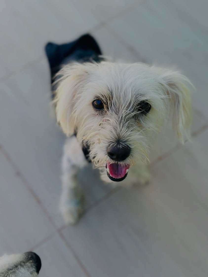 Chien à adopter — Adoption d'animaux en Tunisie Sfax