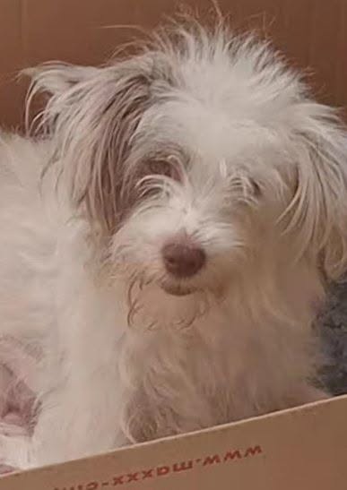 Chien à adopter