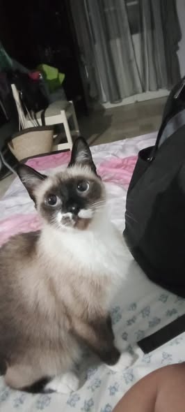 Chat à adopter