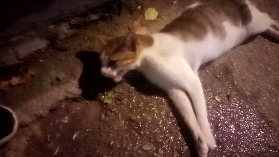 Chat à adopter — Adoption d'animaux en Tunisie Tunis