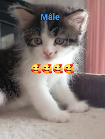 Chat à adopter