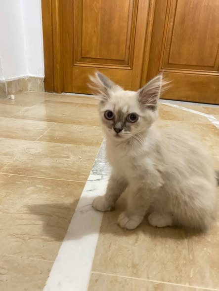 chatons