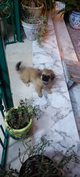 Chien à adopter