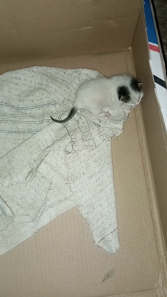 Chat à adopter