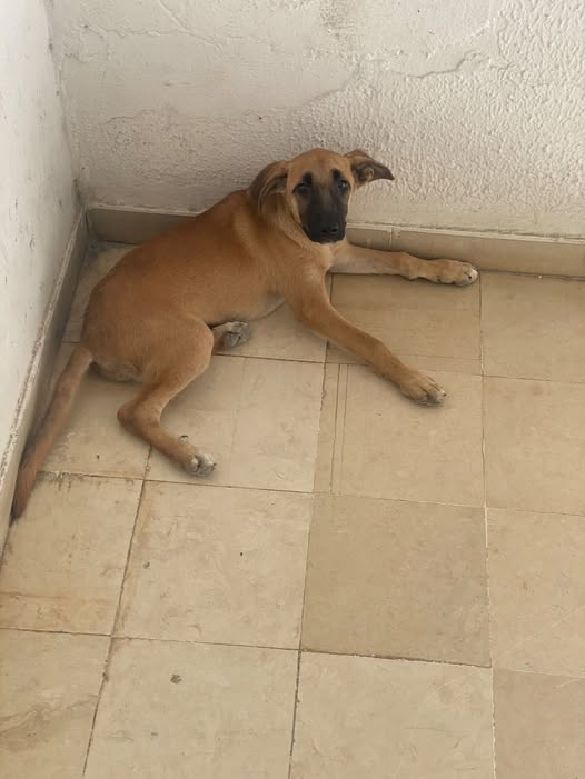 Chien à adopter