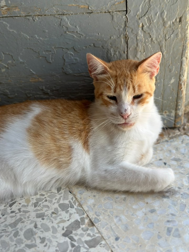 الطيب
