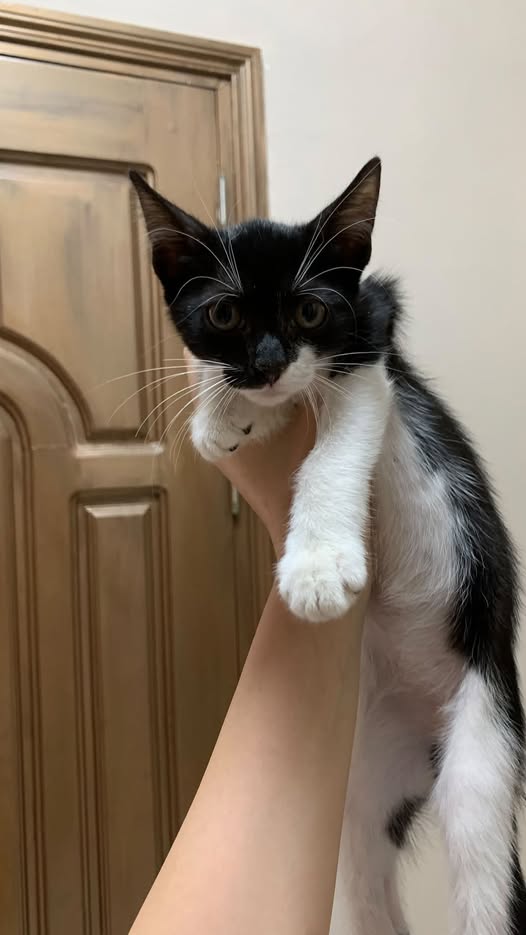 Chat à adopter