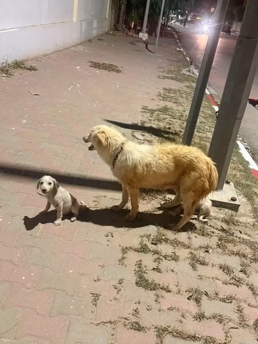 Chien à adopter — تبني الحيوانات في تونس تونس
