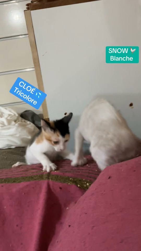 Cloe, Snow Blanche