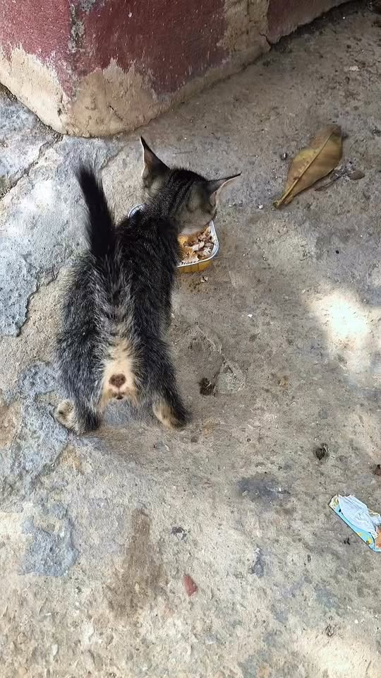 Chat à adopter