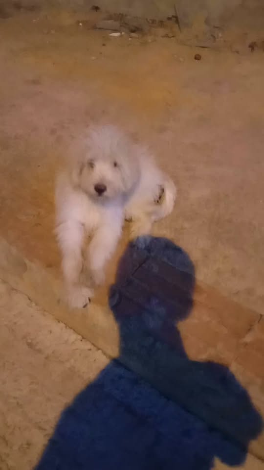Chien à adopter