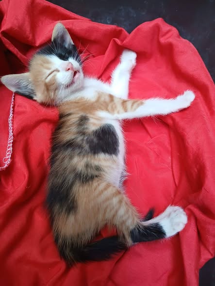 Animal à adopter
