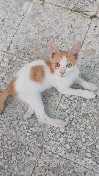 Chat à adopter