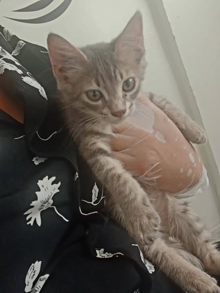 f — Adoption d'animaux en Tunisie Ben Arous