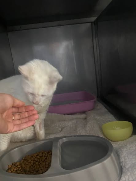 Chat à adopter