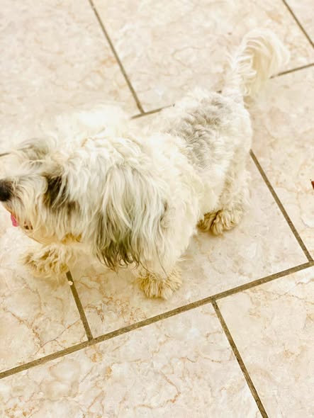 Chien à adopter