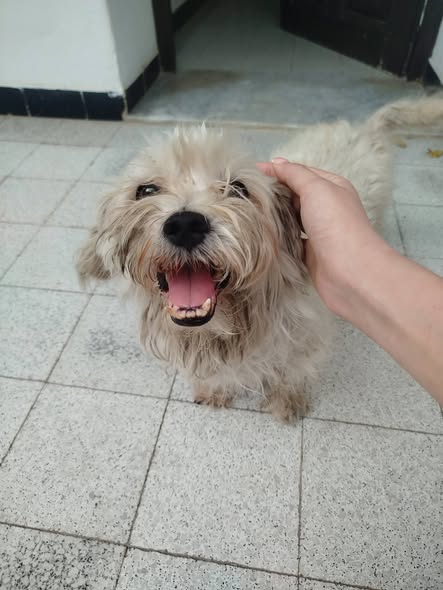 Chien à adopter