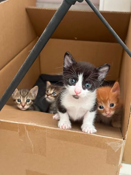 Chat à adopter