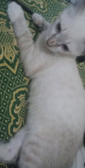 قطوس
