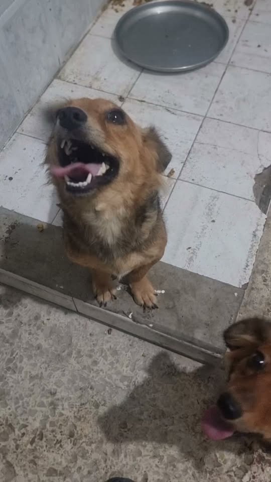 Chien à adopter