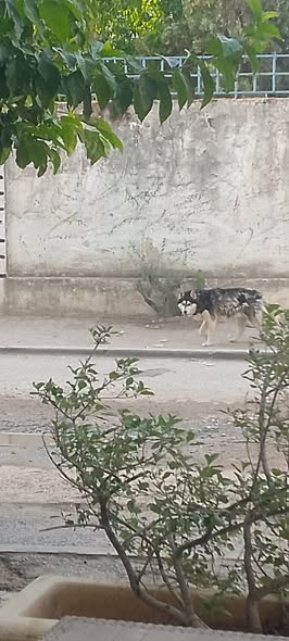 Chien à adopter