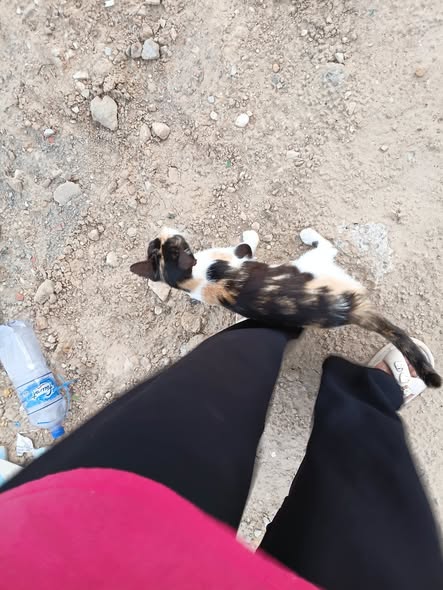 ثعلوبة
