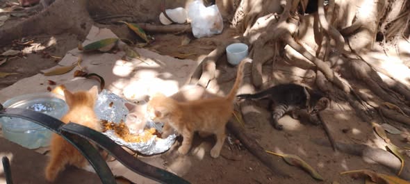 Chat à adopter