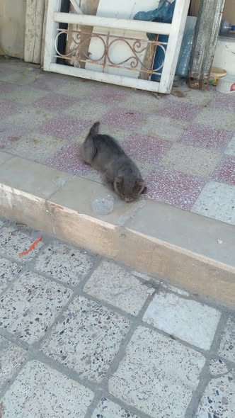 Chat à adopter — Adoption d'animaux en Tunisie Sfax