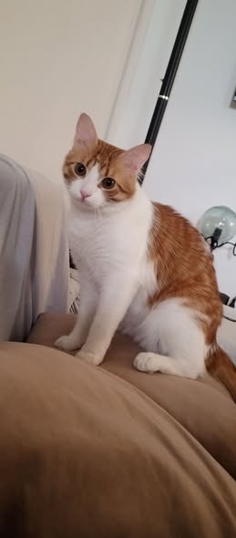 Chat à adopter
