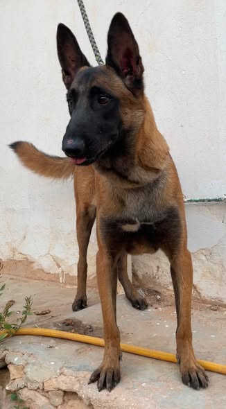 Chien à adopter