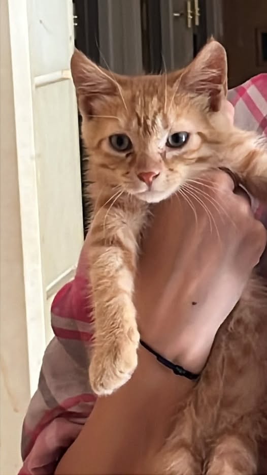 Dali