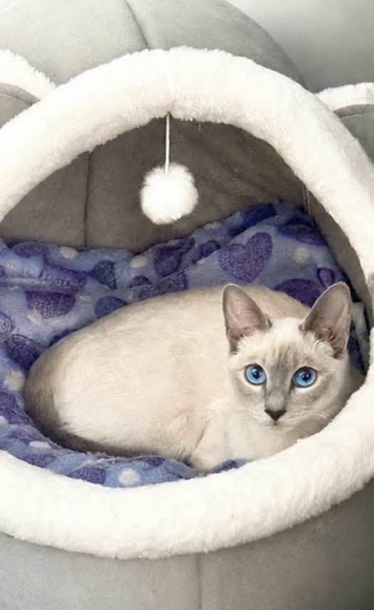 Chat à adopter