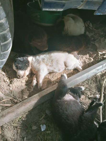 Chien à adopter