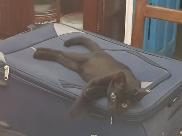 Chat à adopter