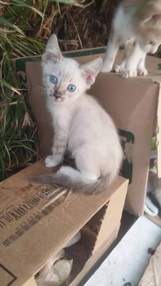Chat à adopter