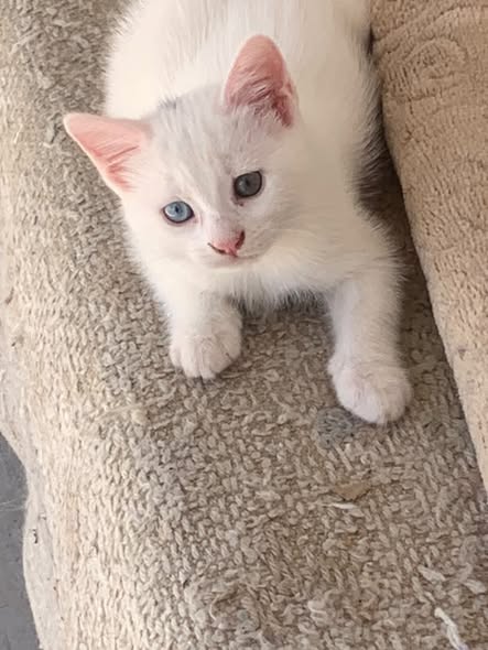 Chat à adopter