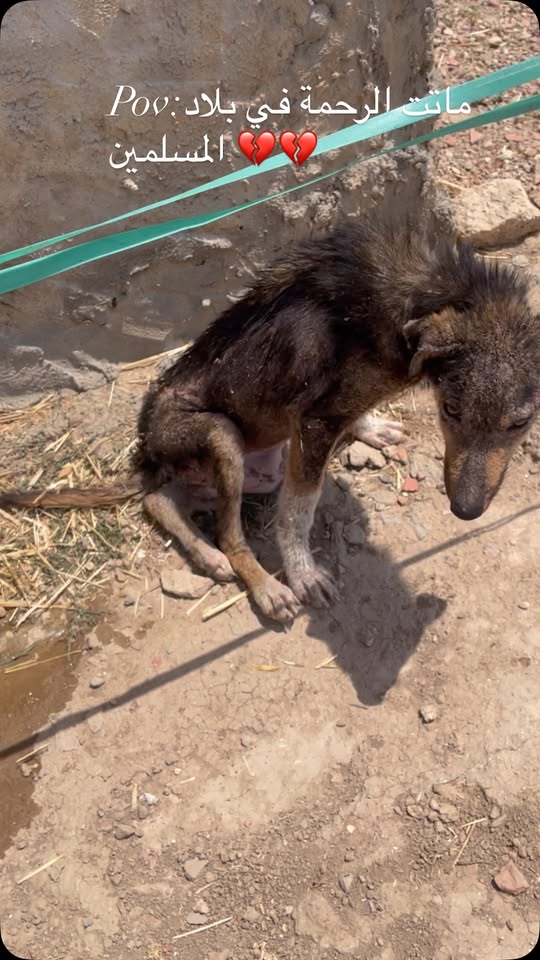 Chien à adopter
