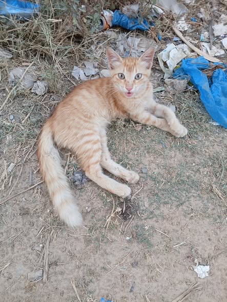 مشمش