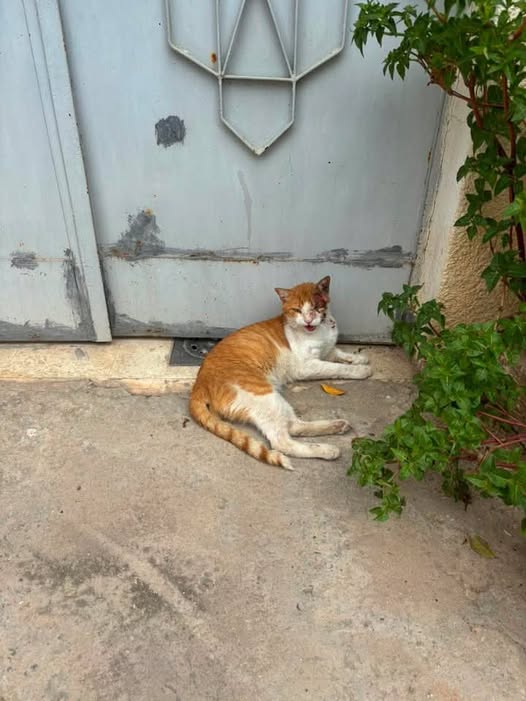 القطوس